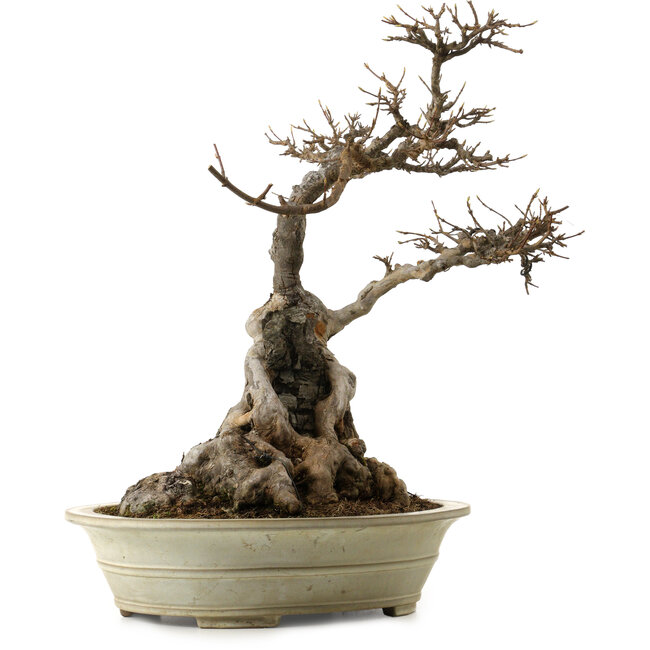 Acer buergerianum, 53 cm, ± 40 years old, with a nebari of 34 cm and a cracked pot