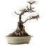 Acer buergerianum, 53 cm, ± 40 years old, with a nebari of 34 cm and a cracked pot