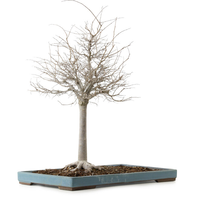 Zelkova serrata, 55 cm, ± 20 years old, with a nebari of 16 cm