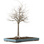 Zelkova serrata, 55 cm, ± 20 anni, con nebari di 16 cm