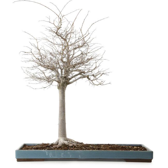 Zelkova serrata, 55 cm, ± 20 jaar oud, met een nebari van 16 cm