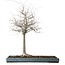 Zelkova serrata, 55 cm, ± 20 jaar oud, met een nebari van 16 cm