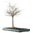 Zelkova serrata, 55 cm, ± 20 jaar oud, met een nebari van 16 cm