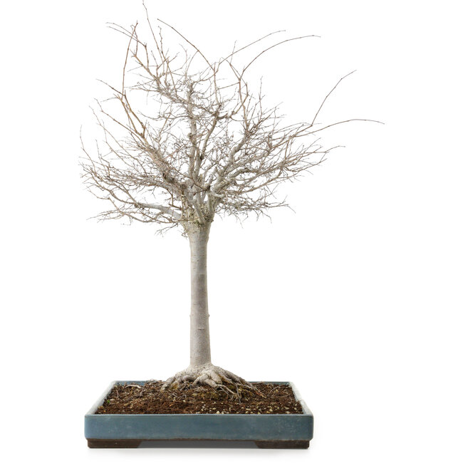 Zelkova serrata, 55 cm, ± 20 jaar oud, met een nebari van 16 cm