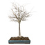 Zelkova serrata, 55 cm, ± 20 years old, with a nebari of 16 cm