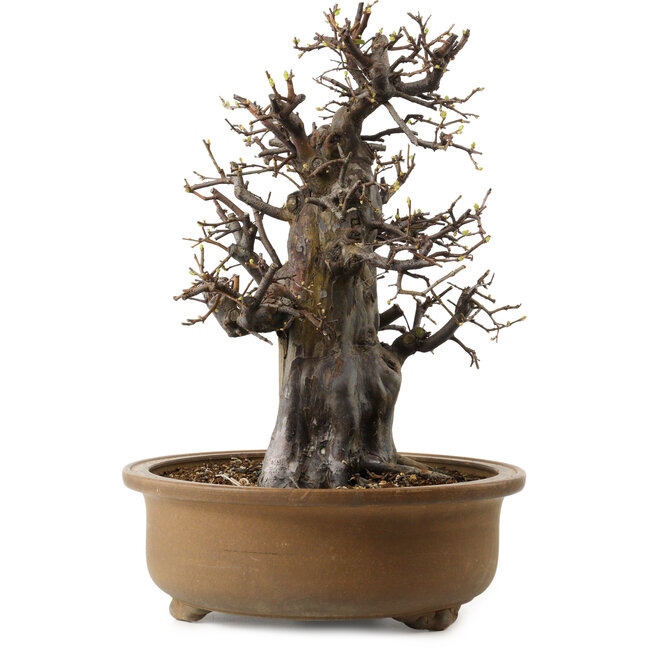 Pseudocydonia sinensis, 47 cm, ± 30 jaar oud, met een nebari van 24 cm