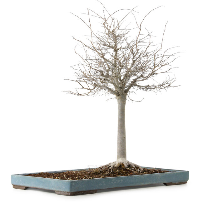 Zelkova serrata, 55 cm, ± 20 years old, with a nebari of 16 cm