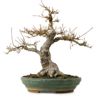 Acer palmatum, 29 cm, ± 25 years old
