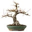 Acer palmatum, 29 cm, ± 25 ans, avec un nebari de 13 cm