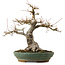 Acer palmatum, 29 cm, ± 25 Jahre alt, mit einem Wurzelhals von 13 cm