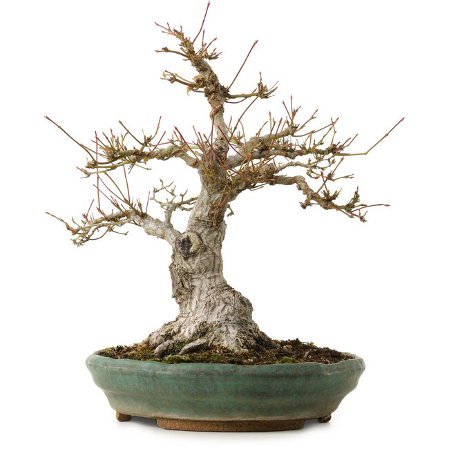 Acer palmatum, 29 cm, ± 25 jaar oud, met een nebari van 13 cm