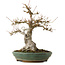 Acer palmatum, 29 cm, ± 25 anni, con nebari di 13 cm