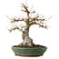 Acer palmatum, 29 cm, ± 25 ans, avec un nebari de 13 cm
