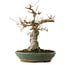Acer palmatum, 29 cm, ± 25 ans, avec un nebari de 13 cm