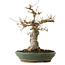Acer palmatum, 29 cm, ± 25 Jahre alt, mit einem Wurzelhals von 13 cm