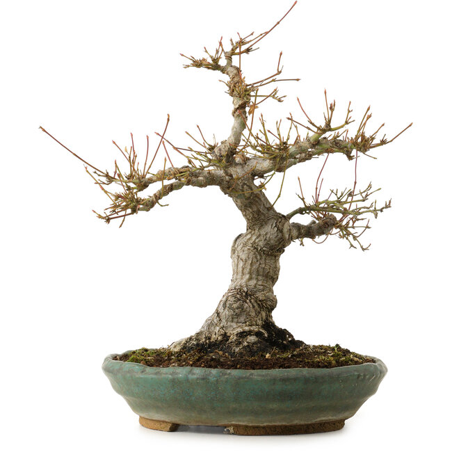 Acer palmatum, 29 cm, ± 25 years old, with a nebari of 13 cm