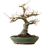 Acer palmatum, 29 cm, ± 25 años, con un nebari de 13 cm