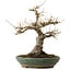 Acer palmatum, 29 cm, ± 25 ans, avec un nebari de 13 cm