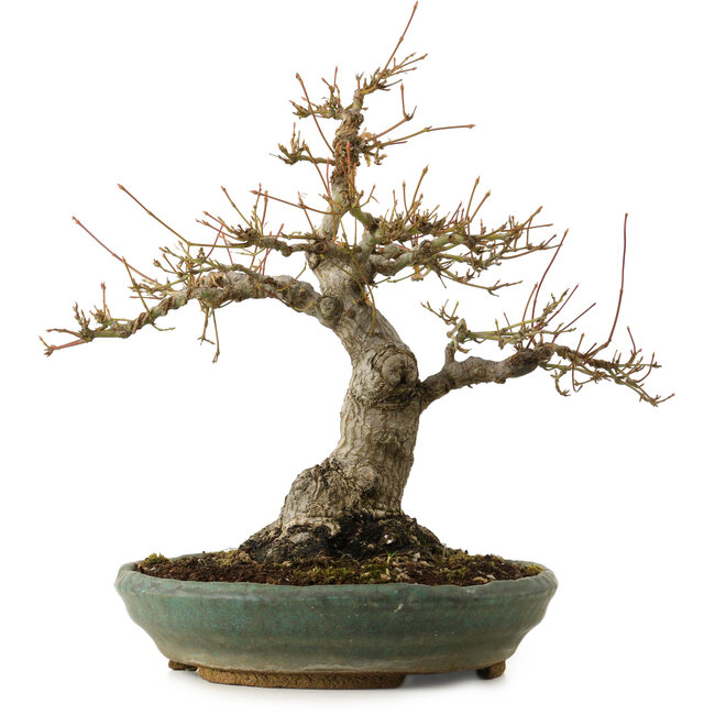 Acer palmatum, 29 cm, ± 25 jaar oud, met een nebari van 13 cm