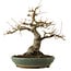 Acer palmatum, 29 cm, ± 25 ans, avec un nebari de 13 cm