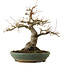 Acer palmatum, 29 cm, ± 25 jaar oud, met een nebari van 13 cm