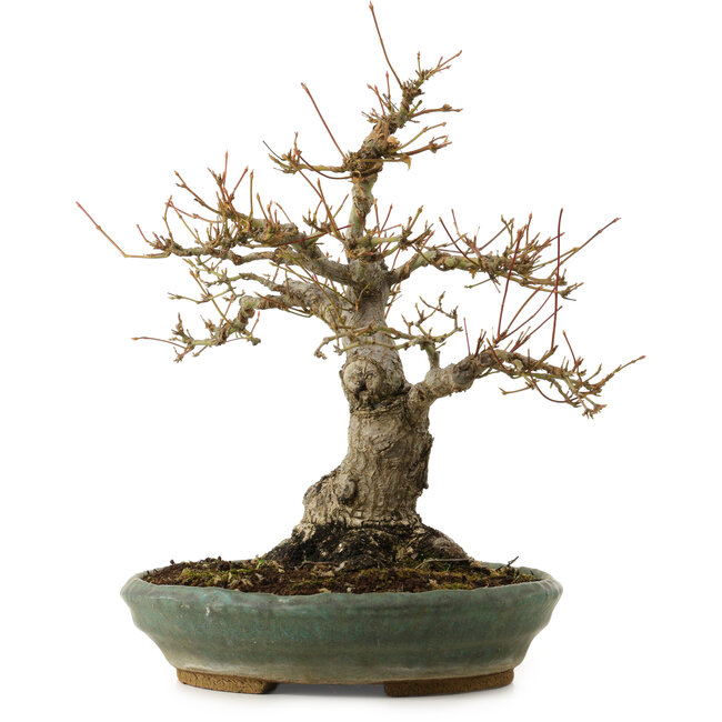 Acer palmatum, 29 cm, ± 25 years old, with a nebari of 13 cm