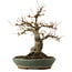 Acer palmatum, 29 cm, ± 25 ans, avec un nebari de 13 cm