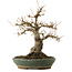Acer palmatum, 29 cm, ± 25 Jahre alt, mit einem Wurzelhals von 13 cm