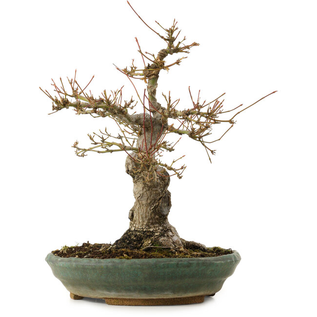 Acer palmatum, 29 cm, ± 25 jaar oud, met een nebari van 13 cm