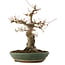 Acer palmatum, 29 cm, ± 25 ans, avec un nebari de 13 cm