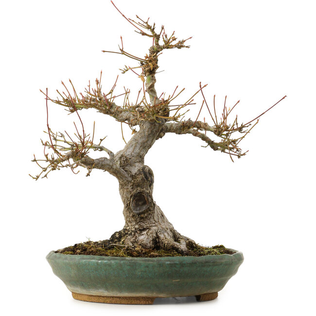Acer palmatum, 29 cm, ± 25 Jahre alt, mit einem Wurzelhals von 13 cm