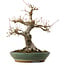 Acer palmatum, 29 cm, ± 25 ans, avec un nebari de 13 cm