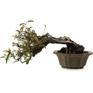 Elaeagnus Punguns, 25 cm, ± 35 ans