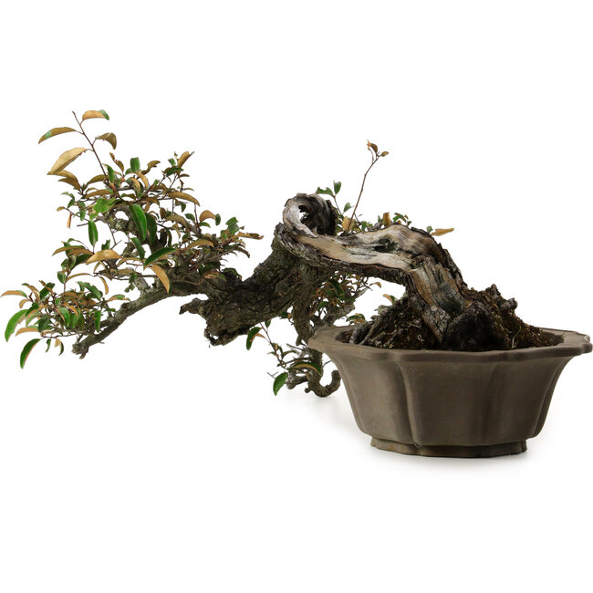 Elaeagnus Punguns, 25 cm, ± 35 years old, with a nebari of 16 cm