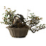 Elaeagnus Punguns, 25 cm, ± 35 years old, with a nebari of 16 cm