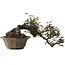 Elaeagnus Punguns, 25 cm, ± 35 years old, with a nebari of 16 cm