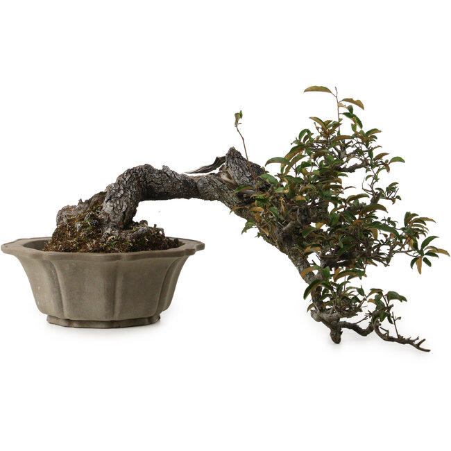 Elaeagnus Punguns, 25 cm, ± 35 years old, with a nebari of 16 cm