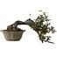 Elaeagnus Punguns, 25 cm, ± 35 anni, con un nebari di 16 cm