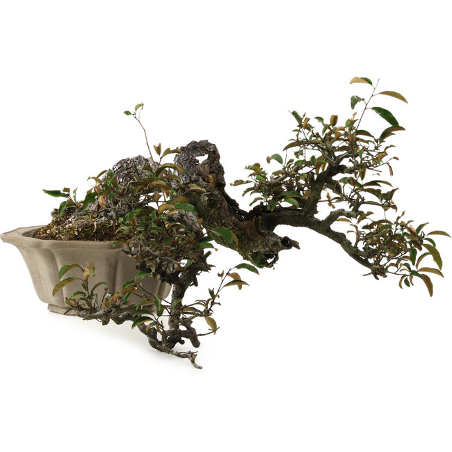 Elaeagnus Punguns, 25 cm, ± 35 years old, with a nebari of 16 cm