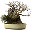 Callicarpa japonica, 26 cm, ± 20 years old