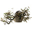 Elaeagnus Punguns, 25 cm, ± 35 jaar oud, met een nebari van 16 cm
