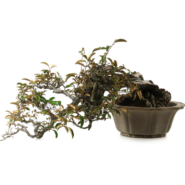 Elaeagnus Punguns, 25 cm, ± 35 ans, avec un nebari de 16 cm
