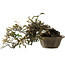 Elaeagnus Punguns, 25 cm, ± 35 ans, avec un nebari de 16 cm