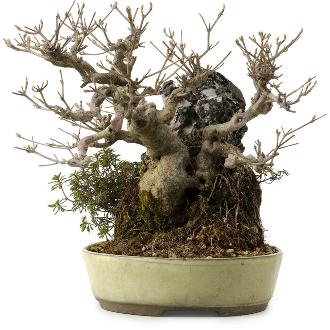 Callicarpa japonica, 26 cm, ± 20 jaar oud