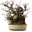 Callicarpa japonica, 26 cm, ± 20 years old