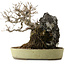 Callicarpa japonica, 26 cm, ± 20 years old