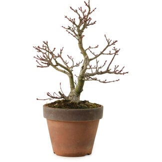 Acer palmatum Shishigashira, 27 cm, ± 15 ans