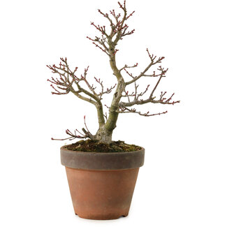 Acer palmatum Shishigashira, 27 cm, ± 15 jaar oud
