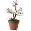 Acer palmatum Shishigashira, 27 cm, ± 15 Jahre alt, mit einem Wurzelhals von 7 cm
