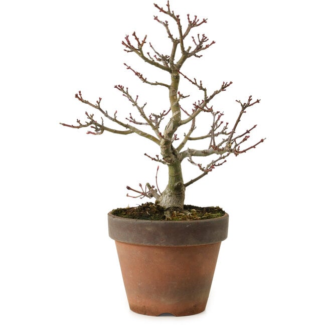 Acer palmatum Shishigashira, 27 cm, ± 15 ans, avec un nebari de 7 cm